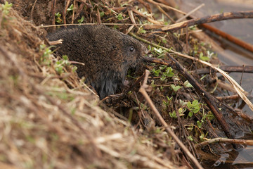 Eurasian beaver in the wild.