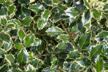 Holly (Ilex aquifolium) foliage with s single bright red berry