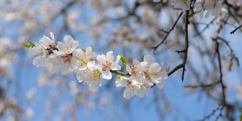 Almond tree branch full of white pink blossoms during spring time