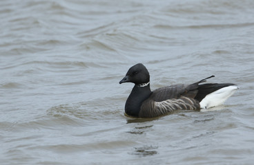 Fototapeta premium A pretty Brent Goose, Branta bernicla, swimming on the sea in Norfolk, UK. 