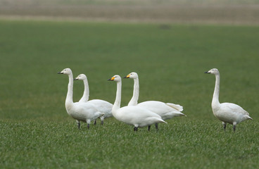 A family of magnificent Whooper Swan, Cygnus cygnus, standing in a farmers field in Norfolk.They are a winter visitor to the UK.