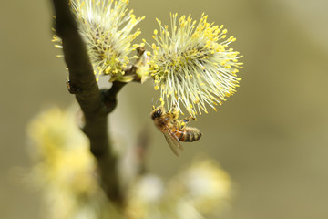 A Honey Bee (Apis mellifera) collecting pollen from the Goat Willow or Pussy Willow, Salix caprea, tree. © Sandra Standbridge