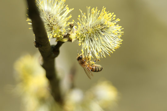 A Honey Bee (Apis mellifera) collecting pollen from the Goat Willow or Pussy Willow, Salix caprea, tree.