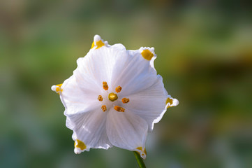 Fresh white spring snowflake in the green forest