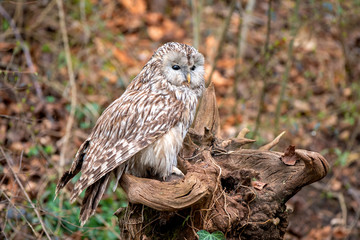 Ural Owl (Strix Uralensis) standing on a tree stump