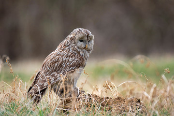 Ural Owl (Strix Uralensis) standing on a tree stump