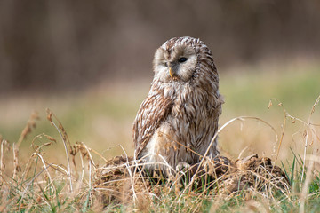 Ural Owl (Strix Uralensis) standing on a tree stump