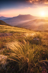 Feather grass on a wind in a sunset light