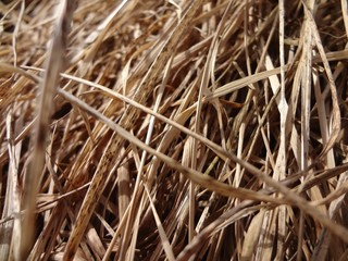 dry grass