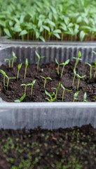 Small plants planting, the seedling trays for agricultural plants. Spring planting. Early seedlings grown from seeds in boxes at home on the windowsill.