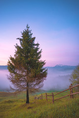 Fototapeta premium Lonely tree on a grassy hill in a carpathian mountains