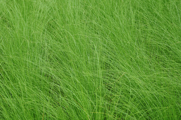 Long stem green grass background, Natural green leaves texture with copy space for design template.