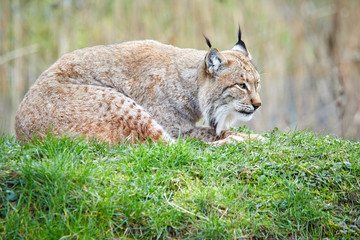 Luchs sitzt auf einer Wiese