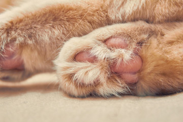 ginger cat two back with pink legs. close up