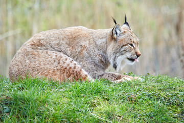 Luchs sitzt auf einer Wiese
