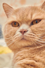 ginger cat with a sad face. close up