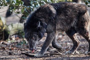 Schwarzer Timberwolf