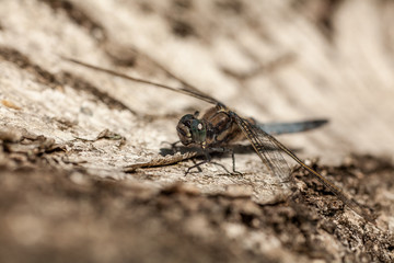 Dragonfly in the wild nature, resting on tree bark on sunny summer morning. Estonia, Europe