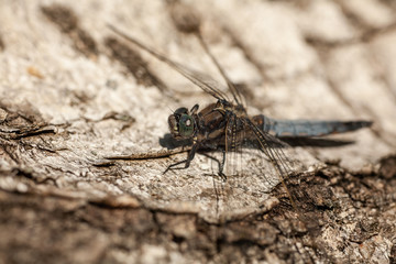 Dragonfly in the wild nature, resting on tree bark on sunny summer morning. Estonia, Europe