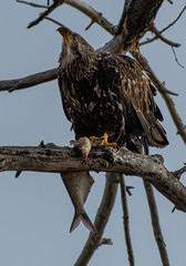 A Juvenile Bald Eagle Eating Its Catch