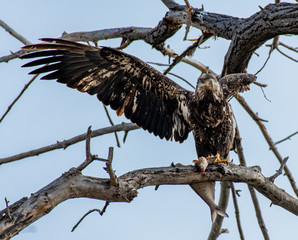 A Juvenile Bald Eagle Eating Its Catch