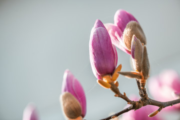 Pink magnolia flowers on tree in spring season with blue sky background