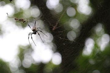 arañas y telas de araña de Gambia