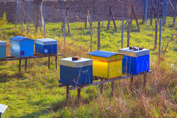 Multicolored hive group. House for bees. A place where insects make honey. Garden in the sun with grass.