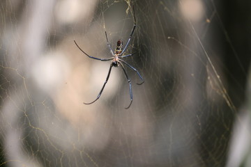 arañas y telas de araña de Gambia