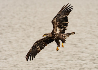 A Juvenile Bald Eagle in Flight