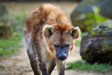 Fototapeta premium Nahaufnahme einer Hyäne