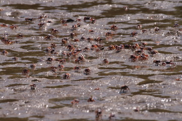 cangrejos en el rio Gambia