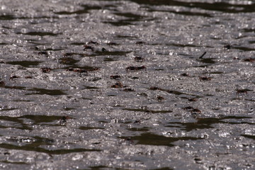 cangrejos en el rio Gambia