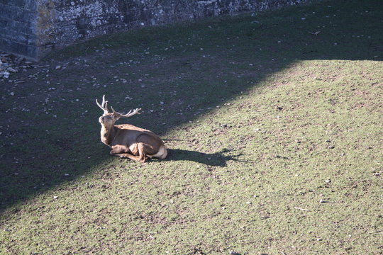 ciervos con gran cornamenta