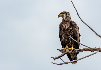 A Juvenile Bald Eagle Perched on a Tree Branch