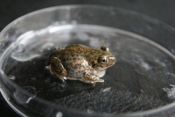 metamorfosis de la rana
