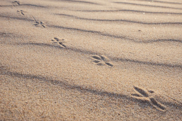Fototapeta na wymiar Bird footprints and golden sand dunes background.