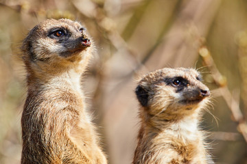 Portrait von zwei Erdmännchen