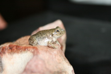 metamorfosis de la rana