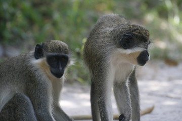 Monos de Gambia