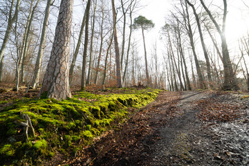 Wald in Leonberg