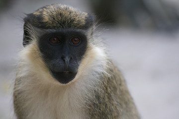 Monos de Gambia