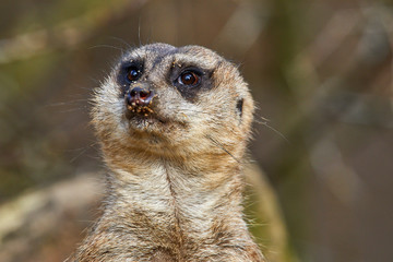 Portrait von einem Erdmännchen