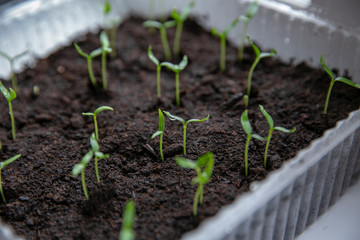 The spring planting. Early seeds of pepper, grown from seeds in boxes at home on the windowsill....