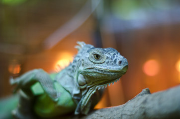 These are beautiful animals.