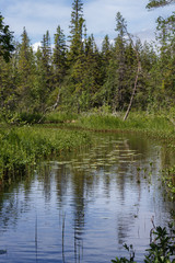 A forest stream near Svarta Sjöarna in Sweden