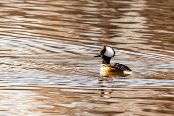 A Beautiful Hooded Merganser Swimming on a Lake