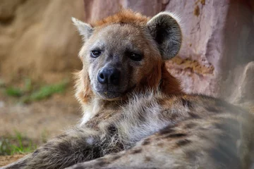 Tuinposter Nahaufnahme einer Hyäne © Oliver