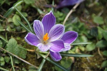 Delicate spring crocus flower close up