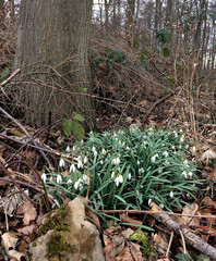 Schneeglöckchen mitten im Wald